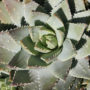 Wieghorst Cactus Garden 11