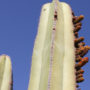 Wieghorst Cactus Garden 2