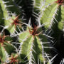Wieghorst Cactus Garden 8